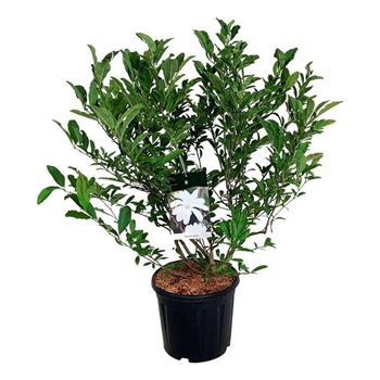 Magnolia stellata F00006700
