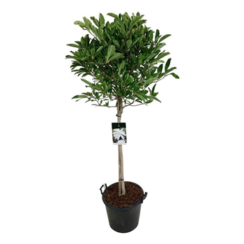 Magnolia stellata F00006214