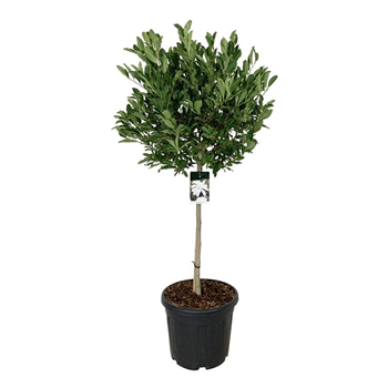 Magnolia stellata F00006216