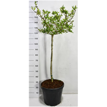 Magnolia stellata 'Rosea' F00006688