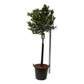Magnolia stellata 'Rosea' F00006212
