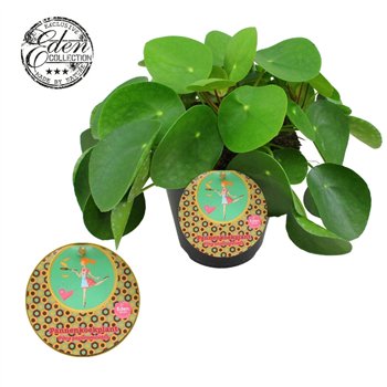 Pilea peperomioides Peperomioides 15cm Nederlands etiket 30cm 15cm Q4492