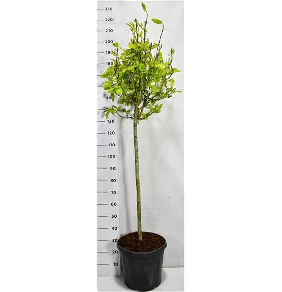 Magnolia x soulangeana F00006687