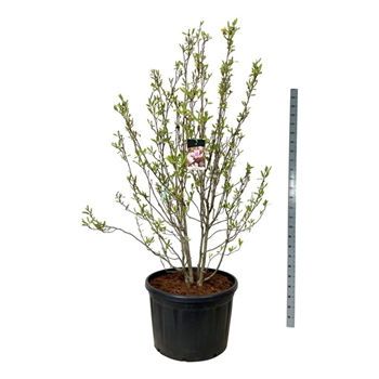 Magnolia x soulangeana F00007251