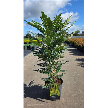 Mahonia x media 'Winter Sun' F00006778