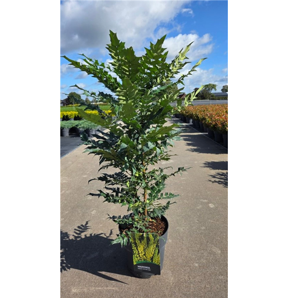 Mahonia x media 'Winter Sun' F00006778