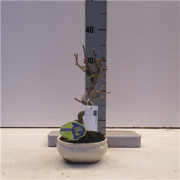 Malus domestica F00002225