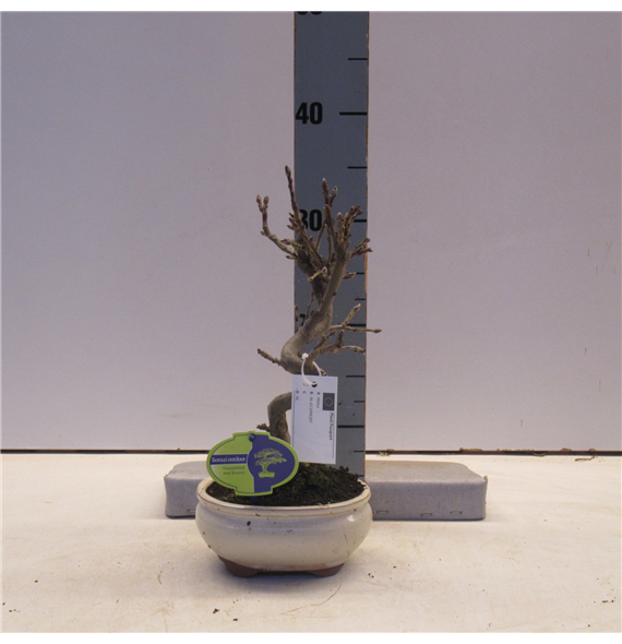 Malus domestica F00002225
