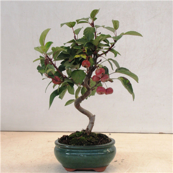 Malus domestica F00007718