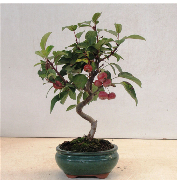 Malus domestica F00007718
