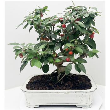Malus domestica F00002383