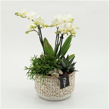 Orhideja Phalaenopsis PHAL-2606 creatie 3 pp 50cm 17cm Q4562