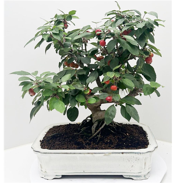 Malus domestica F00002383