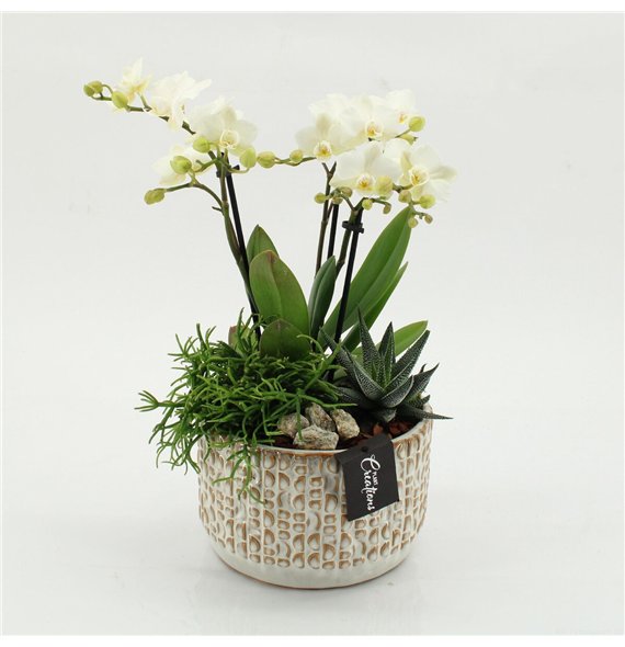 Orhideja Phalaenopsis PHAL-2606 creatie 3 pp 50cm 17cm Q4562