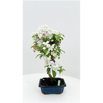 Malus halliana F00007720