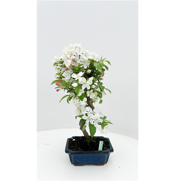 Malus halliana F00007720