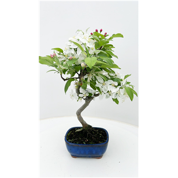 Malus halliana F00007719