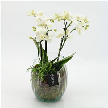 Orhideja Phalaenopsis PHAL-2612W creatie 2 pp 50cm 16cm Q4565