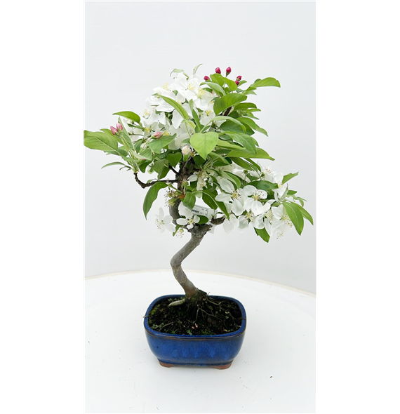 Malus halliana F00007719