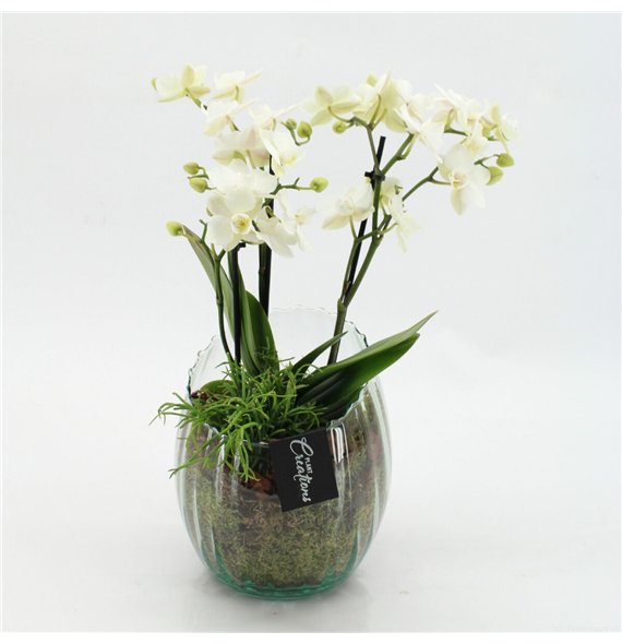 Orhideja Phalaenopsis PHAL-2612W creatie 2 pp 50cm 16cm Q4565