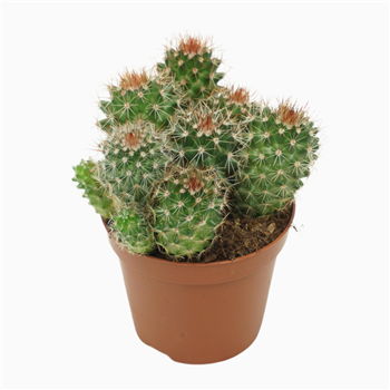 Mammillaria backebergiana subsp ernestii F00001566