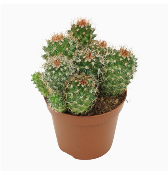 Mammillaria backebergiana subsp ernestii F00001566
