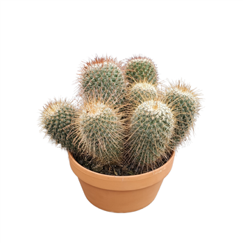 Mammillaria backebergiana subsp ernestii F00001665