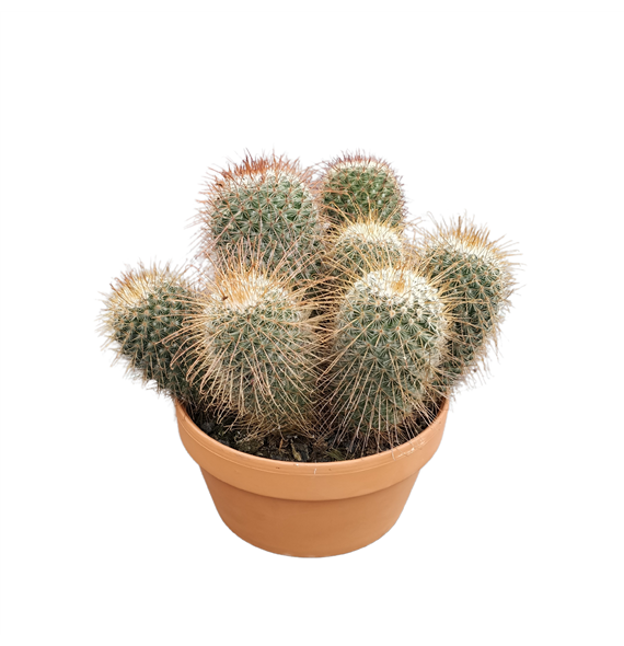 Mammillaria backebergiana subsp ernestii F00001665