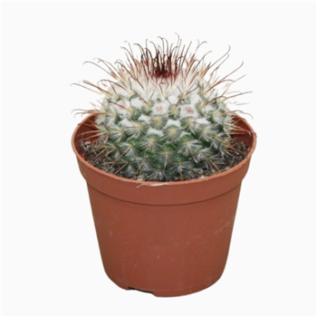 Mammillaria bombycina F00001698