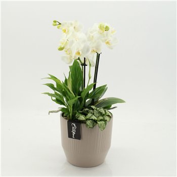 Orhideja Phalaenopsis PHAL-2660W creatie 3 pp 50cm 16cm Q4587