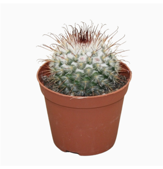Mammillaria bombycina F00001698