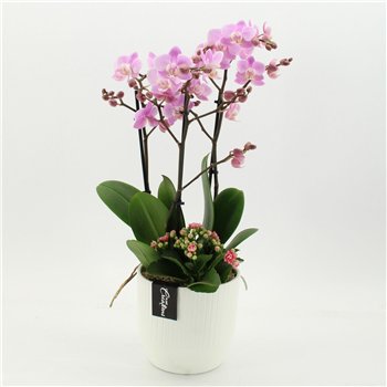 Orhideja Phalaenopsis PHAL-2661RZ creatie 2 pp 60cm 16cm Q4588