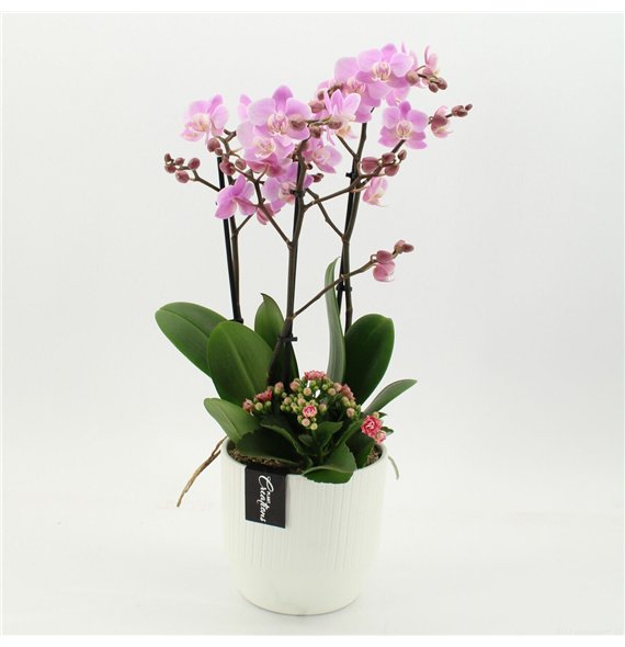 Orhideja Phalaenopsis PHAL-2661RZ creatie 2 pp 60cm 16cm Q4588