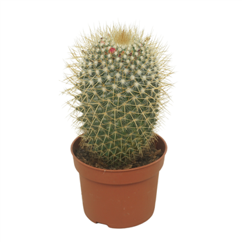 Mammillaria pringlei F00002918