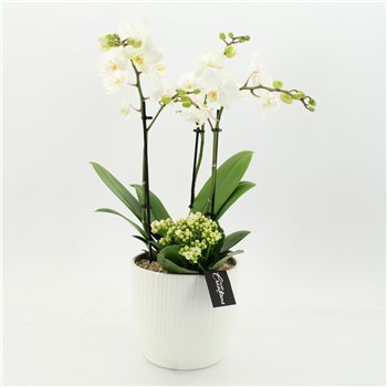 Orhideja Phalaenopsis PHAL-2661W creatie 2 pp 60cm 16cm Q4589