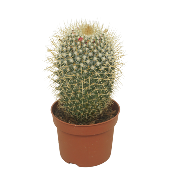Mammillaria pringlei F00002918