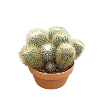 Mammillaria pringlei F00002688