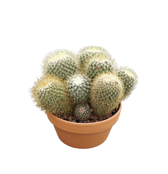 Mammillaria pringlei F00002688
