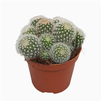 Mammillaria pilcayensis F00001556
