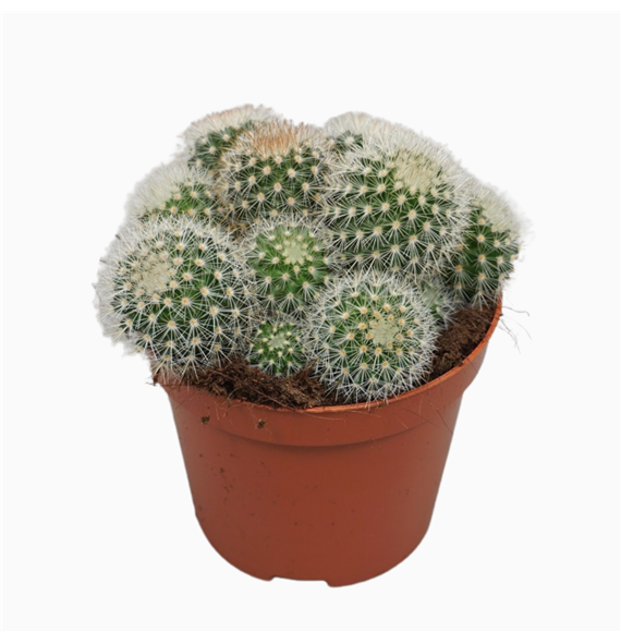 Mammillaria pilcayensis F00001556