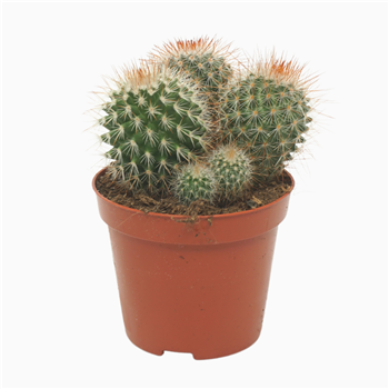 Mammillaria spinosissima F00001560