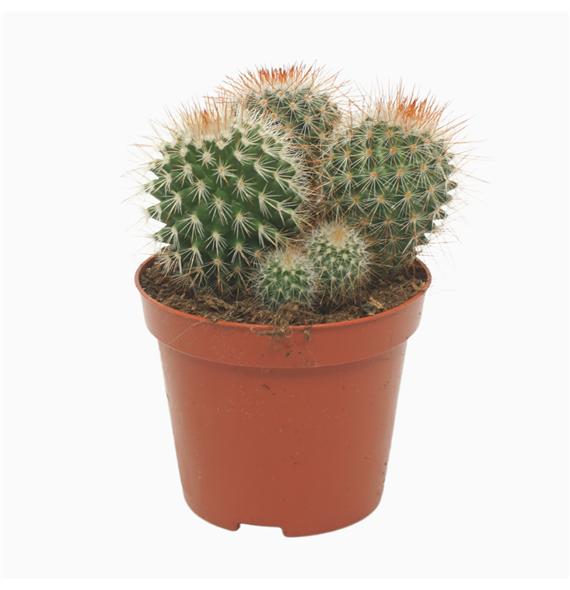 Mammillaria spinosissima F00001560