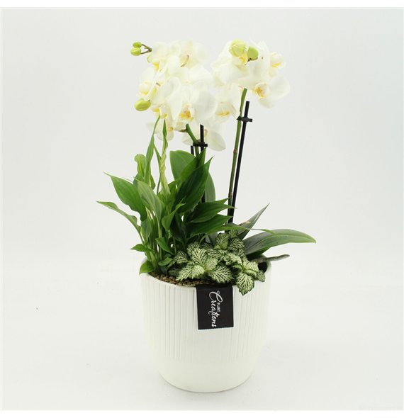 Orhideja Phalaenopsis PHAL-2659W creatie 3 pp 50cm 16cm Q4593