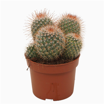 Mammillaria spinosissima F00004572