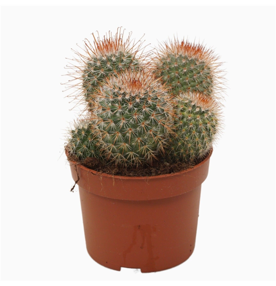 Mammillaria spinosissima F00004572