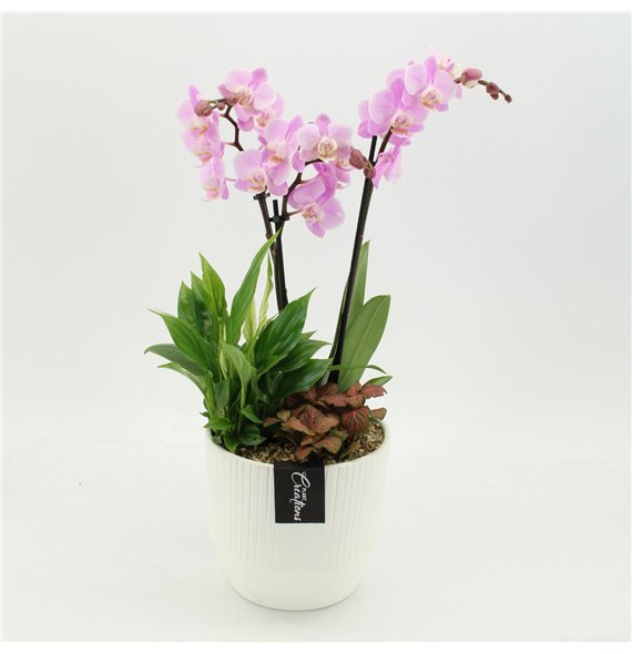 Orhideja Phalaenopsis PHAL-2659RZ creatie 3 pp 50cm 16cm Q4594