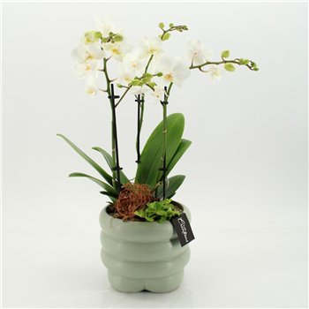 Orhideja Phalaenopsis PHAL-2658W creatie 2 pp 60cm 18cm Q4595