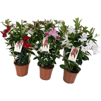 Mandevilla (Dipladenia) Rio mix F00004816