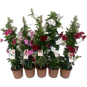 Mandevilla (Dipladenia) Rio mix F00004820