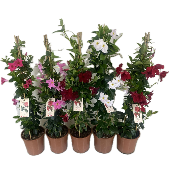 Mandevilla (Dipladenia) Rio mix F00004820